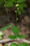 Beaked agrimony